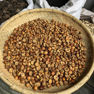 川楝子 云南散装川连子 农家野外采收苦楝子 生晒