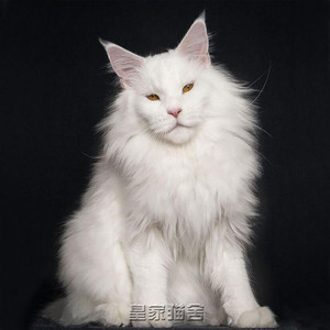 缅因猫纯种幼猫活体巨型猫咪活物宠物猫幼崽纯白色异瞳狮子猫大型