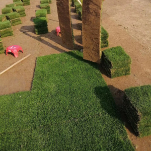 带泥土草坪草皮真草绿化花园庭院耐旱四季青台湾草马尼拉大油叶草