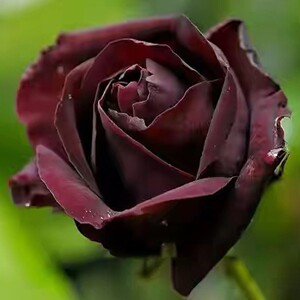 黑玫瑰花苗路易十四