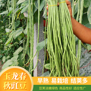 特长豇豆种子玉龙春秋架豆菜豆早熟高产蔬菜春夏四季白条豆角种籽