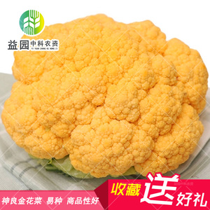 金色花椰菜种子 神良日本进口黄色菜花西蓝花阳台盆栽四季播
