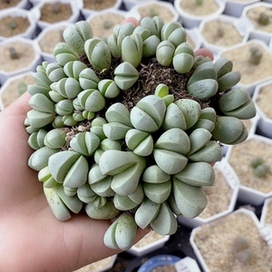 金铃玉-淘宝拼多多热销金铃玉货源拿货 - 阿里巴巴货源