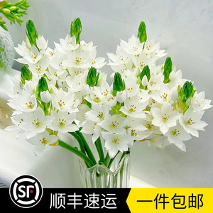 新鲜雀梅圣心百合鲜花家庭办公室瓶插水养鲜切花卉花期长云南直发