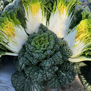 世纪星黑心乌蔬菜种子菊花心种孑耐旱耐冻菜种籽奶油味良种小白菜