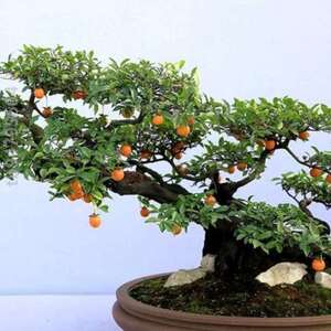 【黑塔子嫁接】黑塔子嫁接品牌,价格 - 阿里巴巴