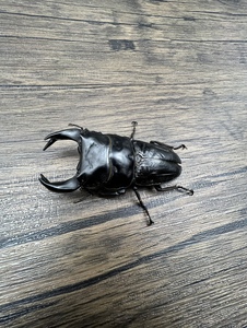 中国大锹 血统北峰中大 国产成虫幼虫 独角仙兜虫锹甲花金龟2egg