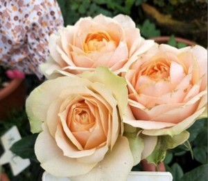 无锡园艺淘宝月季吸引力花苗多季开花植物庭院花园露台盆栽花卉植物