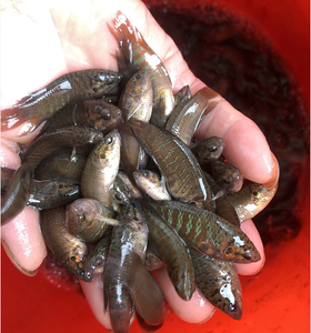 【挂了  包赔】中国斗鱼活鱼不需打氧好养耐活小鱼苗淡水冷水金鱼