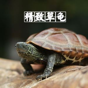 中华绿线草龟