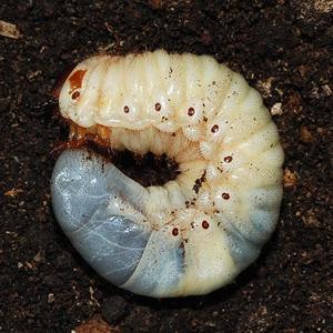 活独角仙虫甲虫宠物成虫幼虫活体昆虫公母幼虫仙儿虫卡布达幼虫活