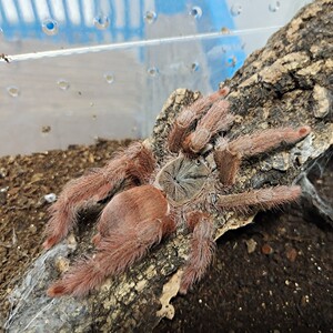 饲养超棒圭亚那红树食鸟蛛1.5厘米宠物经典红色树栖另有紫树粉趾