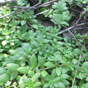 新鲜垂盆草野生狗牙半枝狗牙齿现采可种植不带盆 500克