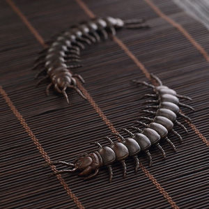 000人付款淘宝入地蜈蚣 中草药材蜈蚣草 水娱蚣倒地 蜈蚣七指蕨 500g