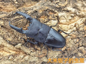 巴拉望巨扁锹形虫(甲虫,锹甲,锹形虫)