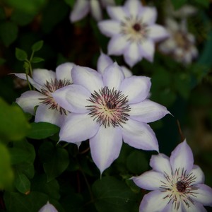 花间笑园艺 纪三井寺 铁线莲单瓣早花大花二类轻剪半荫攀爬花卉