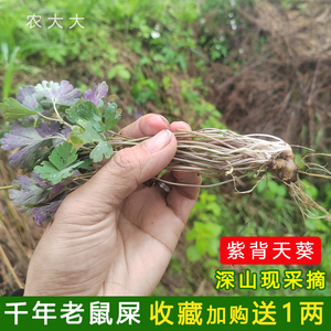 天葵子野生新鲜现采紫背天葵根千年老鼠屎散血球夏无踪草金耗子屎