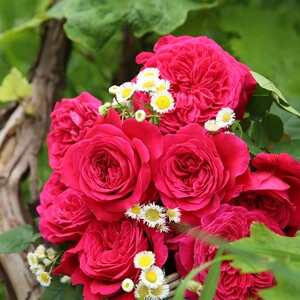 皇家胭脂欧月法国浓香大花灌木月季耐高温四季开花阳台庭院花卉