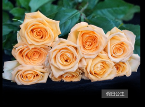 假日公主玫瑰苗