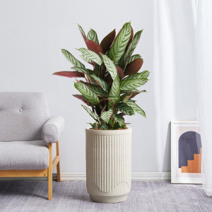 新飞羽竹芋盆栽网红绿植翠叶竹芋办公室内净化空气吸甲醛观叶植物