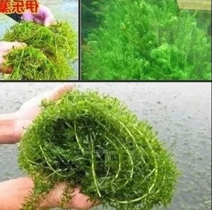 池塘养虾水草种子