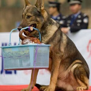 警犬昆明犬幼犬狼犬品种系列工作犬看家活体宠物纯黑狼灰狼青黑贝