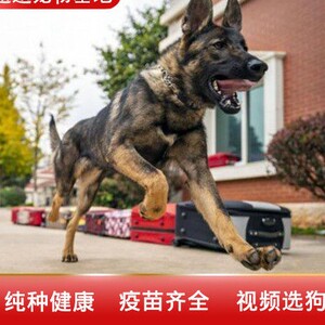 昆明犬幼犬活体黑背精品昆明犬小狗平背昆明犬护卫狗狗幼崽狼灰