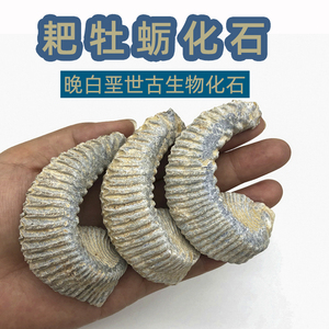 耙牡蛎化石海洋古生物化石双贝壳动物化石科普教学标本