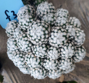 乳突属羽毛丸仙人球大群生嫁接大颗一物一拍