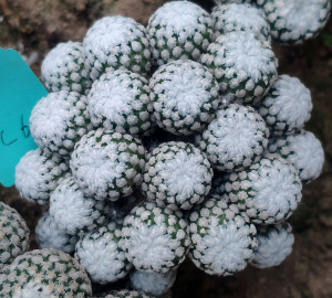 蔷薇丸无刺仙人球红花大群新贵苗接大颗一物一拍