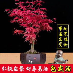 日本红枫盆景矮霸枫树老桩花卉植物室内花办公桌盆栽黄金枫树苗