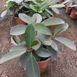 大叶榕树吸水石