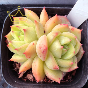 一物一拍 冰橙 多肉植物 多头群生肉肉 韩国进口直销盆栽