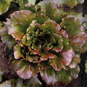 千紫莴苣种子莴鸡窝麻叶菜油麦生菜青菜四川春秋四季蔬菜籽孑苗