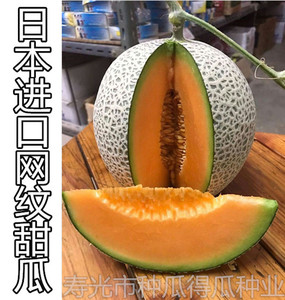 日本进口网纹甜瓜种子 高糖 口感好 香甜蜜瓜水果春季蔬菜种籽孑