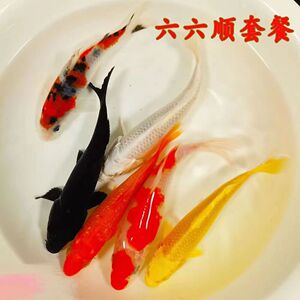 金鱼活鱼锦鲤鱼冷水观赏鱼七彩锦鲤招财龙凤懒人鱼养不死耐活