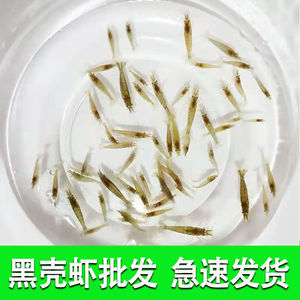 黑壳虾除藻虾观赏清洁虾活体工具虾草缸鲜活活的饲料鱼小虾