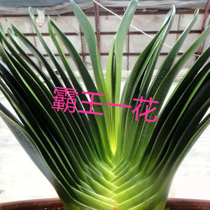 长春花姑娘精品立板大座基技师油匠胜利君子兰室内吸甲醛防辐射绿