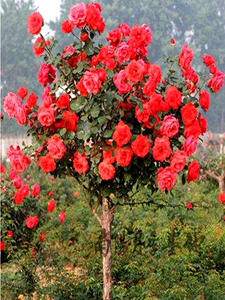 嫁接树桩月季花棒棒糖树大花朵粉色月季花苗特大花四季庭院老桩