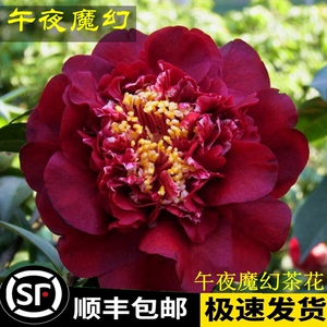 午夜魔幻午夜飘云茶花苗福建龙岩经典名贵品种黑红色拖桂型带花苞