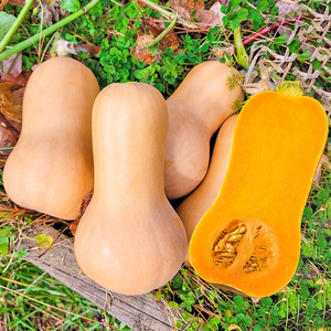 奶油南瓜种子种籽高产香甜糯迷你阿根廷南瓜春季四季早熟蔬菜种孑