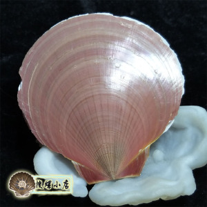 楠煜尚品旗舰店天猫天然海螺贝壳白色日月蛤扇形贝婚庆鱼缸水族造景