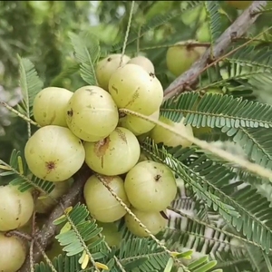 云南野生橄榄青果新鲜油甘滇橄榄余甘子牛甘果孕妇酸水果五斤包邮