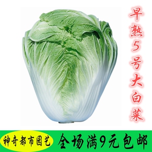 早熟5号大白菜种子 蔬菜种孑农家四季播 抗热抗寒口感好25天秋季
