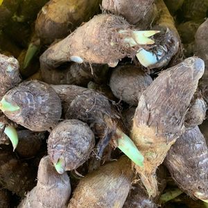 四季云南老品种芋头苗软糯芋头种子种植苗蔬菜苗毛芋头已催芽改良