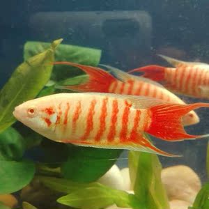 中国斗鱼白兔红眼