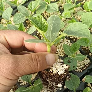 【手捻小葫芦幼苗】手捻小葫芦幼苗品牌,价格 - 阿里巴巴