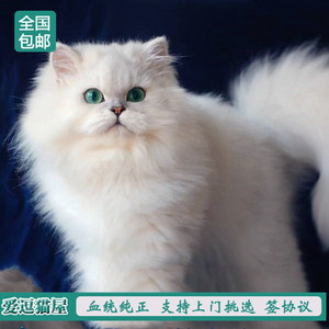 金吉拉活体 金色猫咪幼崽 纯种宠物猫长毛波斯纯白金吉拉纯种幼猫