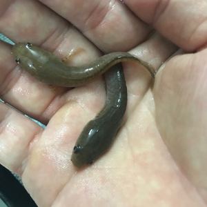 彩虹雷龙鱼冷水鱼活体彩虹小鱼活热带鱼凶猛野生养鱼七彩包邮鱼苗