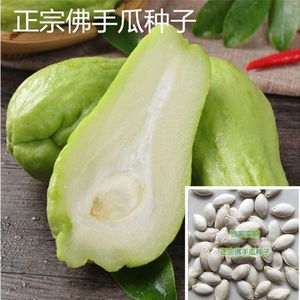 新品佛手瓜白皮瓜种瓜苗种苗农家田园春季种植蔬菜种子高产四季冬